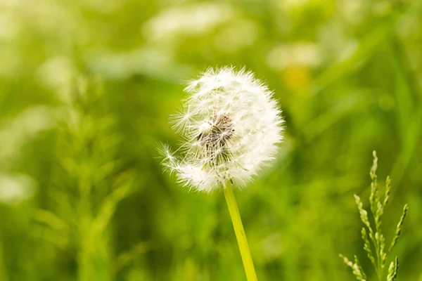 Image for article titled Asthma and Hay Fever